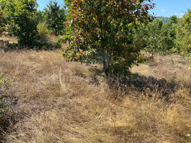 Shes 5 hektar toke / Gjilan — fotografia 2