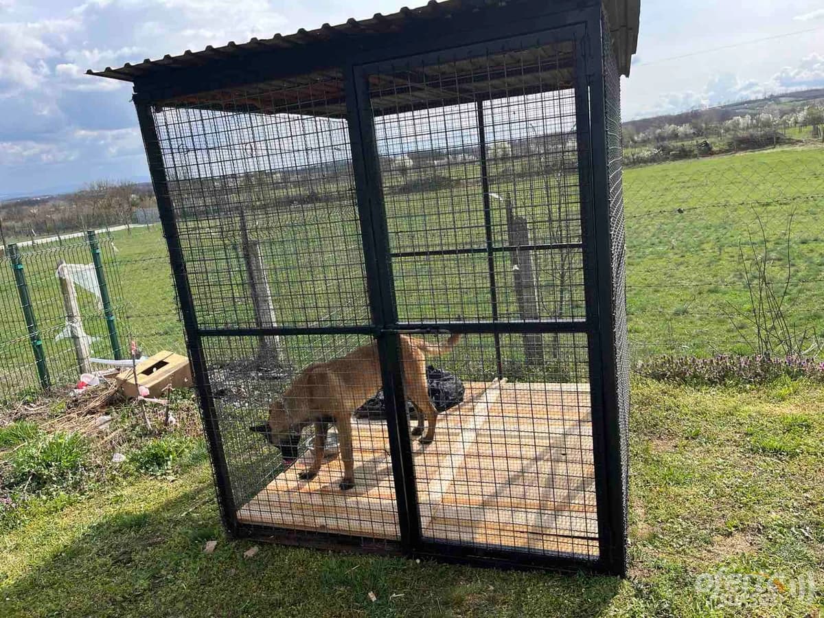 Shes Qenin e Policisë – Belgian Malinois — fotografia 1