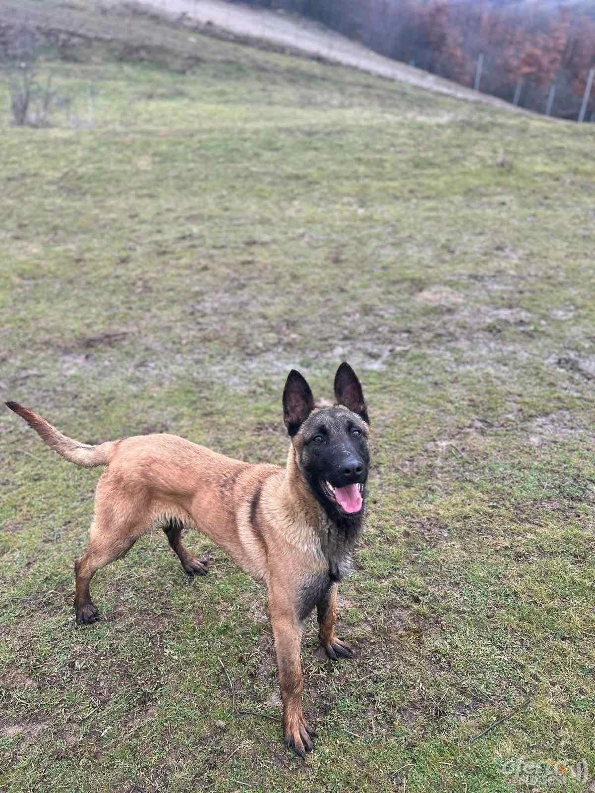 Shes Qenin e Policisë – Belgian Malinois — fotografia 3