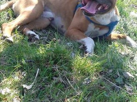 Shes qenin "American Pitbull Terrier"