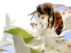 Endelus Bio Honey Mjaltë natyrale